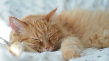 Şirin zencefil kedi yatakta uyuyor. Kabarık evde beslenen hayvan pinekleme. Rahat ev arka plan, sabah uyku zamanı.