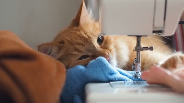 Cute ginger cat is sleeping behind sewing machine. Fluffy pet licking. Cozy home background. — Stock Video