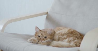 Şirin zencefil kedi bej sandalyenin üstüne yalan. Kabarık evde beslenen hayvan yatmadan. Rahat ev.
