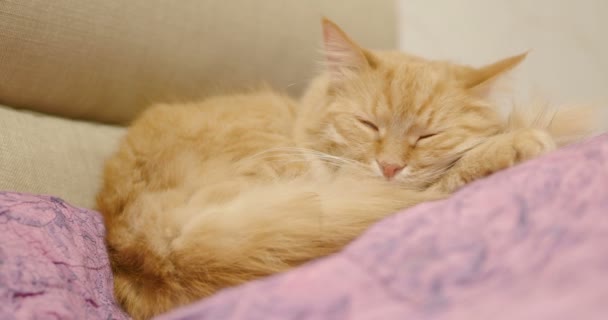 Mignon chat roux couché sur une couverture violette. Fermez les images d'un animal de compagnie moelleux endormi. Maison confortable . — Video