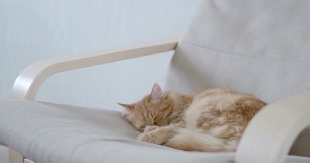 Gato de gengibre bonito deitado na cadeira bege. Animal de estimação fofo vai dormir. Casa aconchegante . — Vídeo de Stock