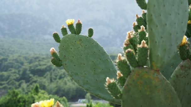 Cactus Opuntia Poire piquante aux fruits jaunes comestibles. Turquie . — Video