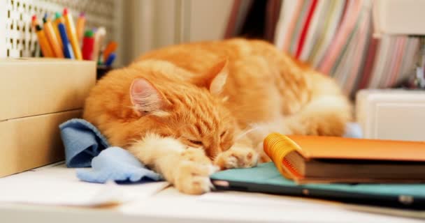 Gato de gengibre bonito está dormindo entre suprimentos de escritório e máquina de costura. Animal de estimação fofo a dormir em artigos de papelaria. Aconchegante casa fundo . — Vídeo de Stock