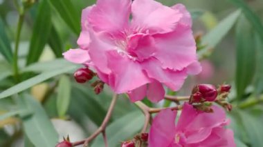 Çiçek açan Nerium oleander, pembe güzel çiçeklerle doğal arka plan. Türkiye.