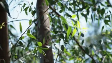 Doğal arka plan ağaç dalları ile. Güneş yansıması ile yeşil yeşillik.