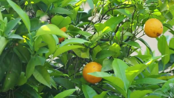 Apelsinträd med färska mogna frukter i bladverk. Turkiet. — Stockvideo