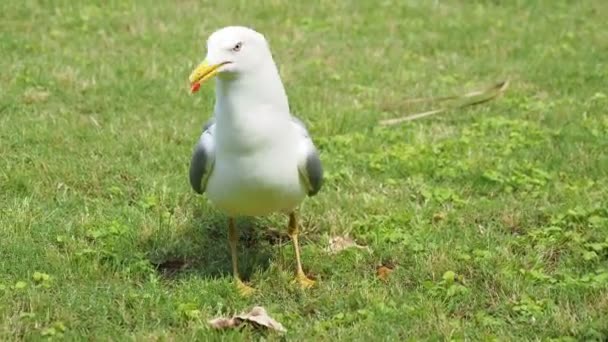 Seagull eat leftovers. Bird quickly swallows something edable. — Stock Video