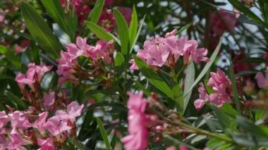 Çiçek açan Nerium oleander, pembe güzel çiçeklerle doğal arka plan. Türkiye.