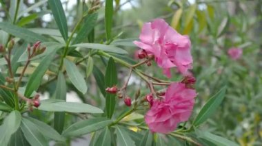 Çiçek açan Nerium oleander, pembe güzel çiçeklerle doğal arka plan. Türkiye.