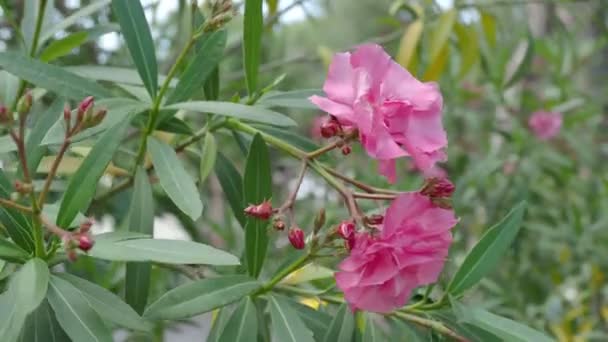 Blommande Nerium oleander, naturlig bakgrund med rosa vackra blommor. Turkiet. — Stockvideo