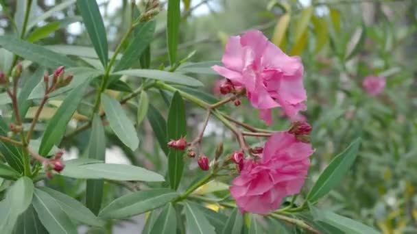 Blooming Nerium oleander, natural background with pink beautiful flowers. Turkey. — Stock Video