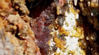 Ağaç reçinesi shimmers güneşin kabuğu üzerinde katılaşmış