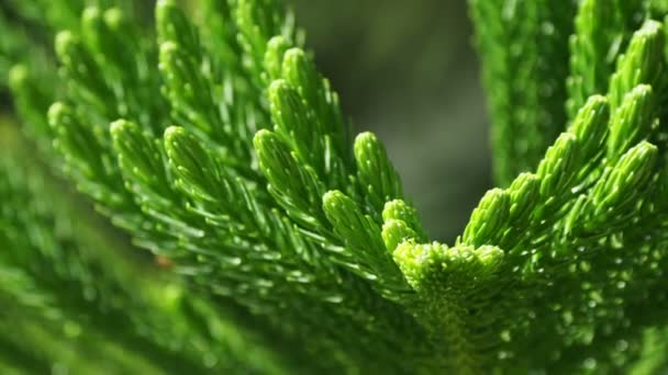 Araucaria branches. Close up footage with green coniferous tree needles. — Stock Video