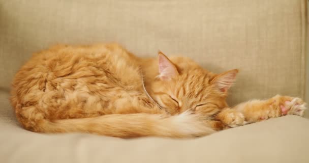 Симпатичный рыжий кот спит на бежевом стуле. Пушистый питомец дремлет на диване. Уютный дом . — стоковое видео