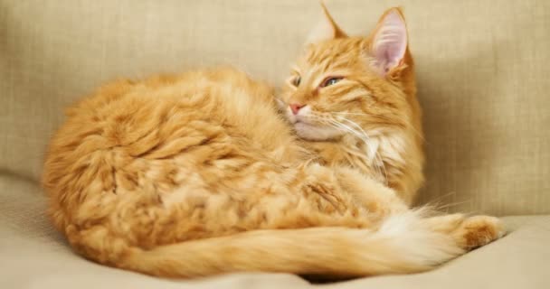 Cute ginger cat lying on beige chair. Fluffy pet going to sleep. Cozy home. — Stock Video