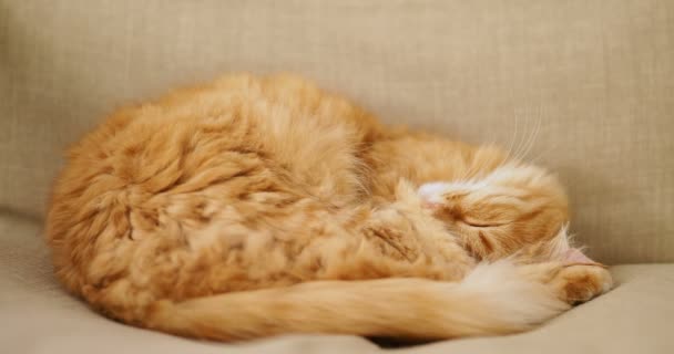 Söt ingefära katt som sover på beige stol. Fluffiga husdjur slumra på soffan. Mysiga hem. — Stockvideo