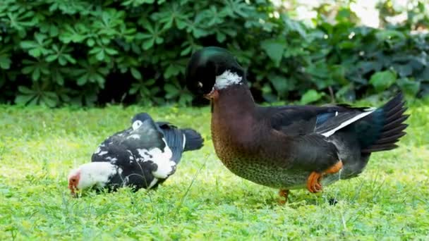 Stora gården ankor rengör sina fjädrar och söka i gräs för mat — Stockvideo