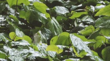 Çiçek yatak yağmur altında bitkileri ile. Yağmur damlaları yeşillik parlayan ıslak. Beyaz ördek sitiing ıslak bitkiler arasında.