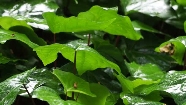 Aiuola con piante sotto la pioggia. Fogliame umido lucente di gocce di pioggia . — Video Stock