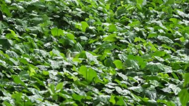 Çiçek yatak yağmur altında bitkileri ile. Yağmur damlaları yeşillik parlayan ıslak. Beyaz ördek sitiing ıslak bitkiler arasında.