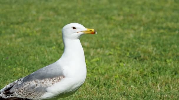 Seagull is walking on green grass. — Stock Video