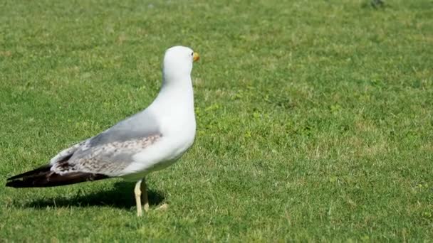 Seagull is walking on green grass. — Stock Video