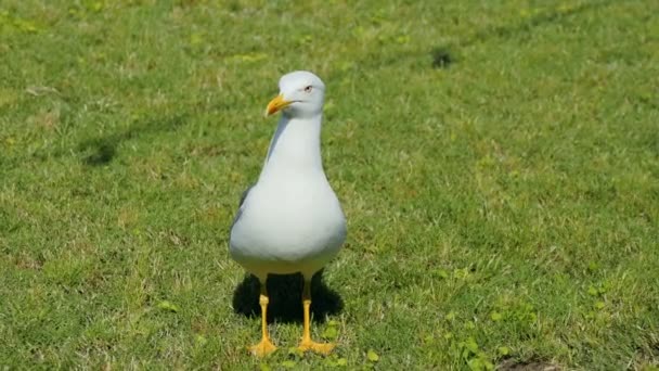 Seagull går på grönt gräs. — Stockvideo