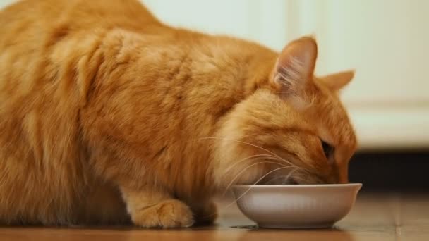 Cute ginger cat sitting on floor and eating cat food from its white bowl. Fluffy pet in cozy home. — Stock Video