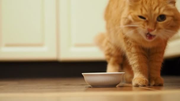 Симпатичный рыжий кот заканчивает есть кошачью еду из своей белой миски и уходит. Пушистый питомец в уютном доме . — стоковое видео
