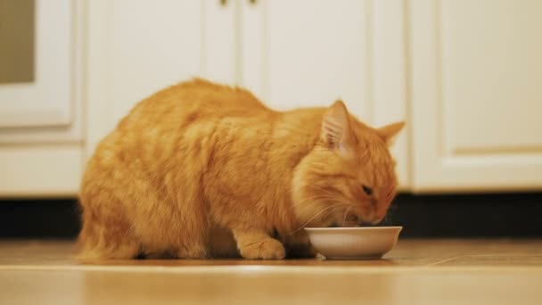 Lindo gato jengibre sentado en el suelo y comiendo comida de gato de su tazón blanco. Mascota esponjosa en casa acogedora . — Vídeo de stock