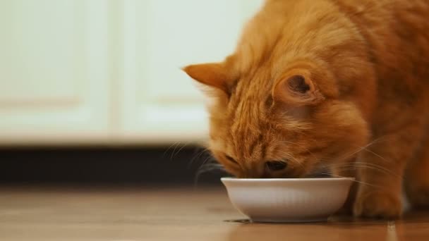 Carino gatto zenzero seduto sul pavimento e mangiare cibo per gatti dalla sua ciotola bianca. soffice animale domestico in accogliente casa . — Video Stock