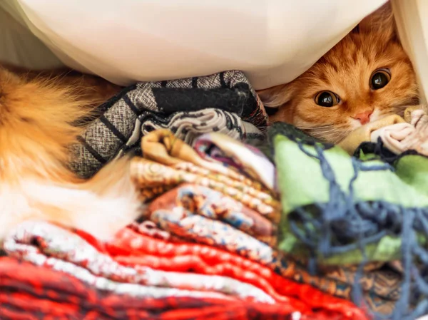 Kucing Berambut Merah Lucu Duduk Atas Setumpuk Syal Berwarna Warni — Stok Foto
