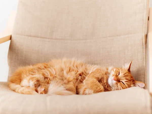 Cute Ginger Cat Lying Beige Chair Fluffy Pet Going Sleep — Stock Photo, Image