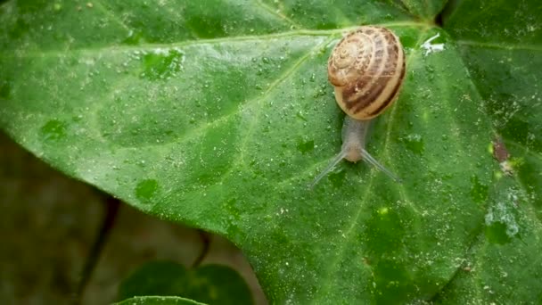 カタツムリがゆっくりと濡れている緑の葉の上でクロールします。移動する昆虫の自然な背景. — ストック動画