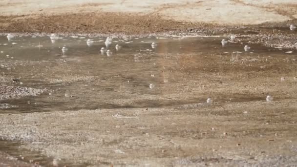 Puddle surface with raindrop circles. Asphalt pavement under the rain. — Stock Video