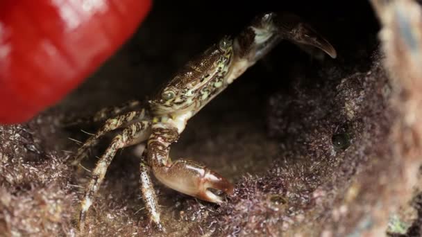 Crab târându-se în gaură, acoperit cu scoici. Turcia . — Videoclip de stoc