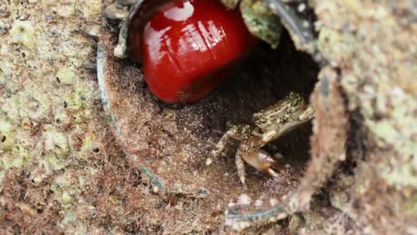 Krab kruipen in het gat, bedekt met schelpen. Turkije. — Stockvideo