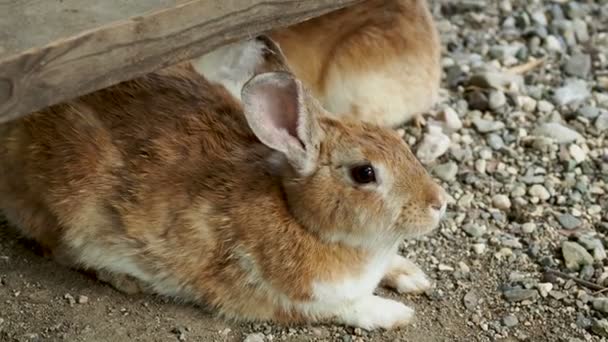 Paar bruine pluizige konijnen zittend op de grond. — Stockvideo