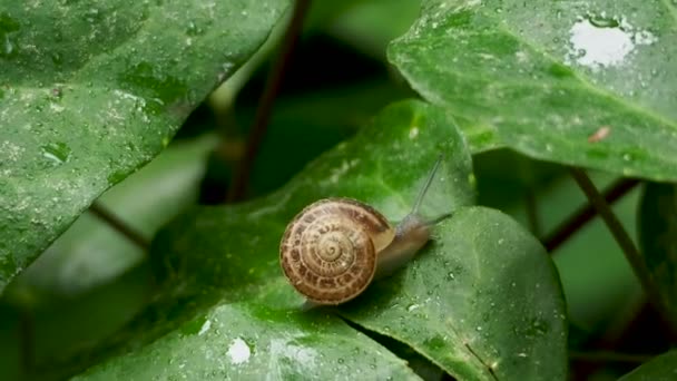 달팽이 천천히 젖은 녹색 잎에 크롤 링입니다. 이동 하는 곤충으로 자연 배경. — 비디오