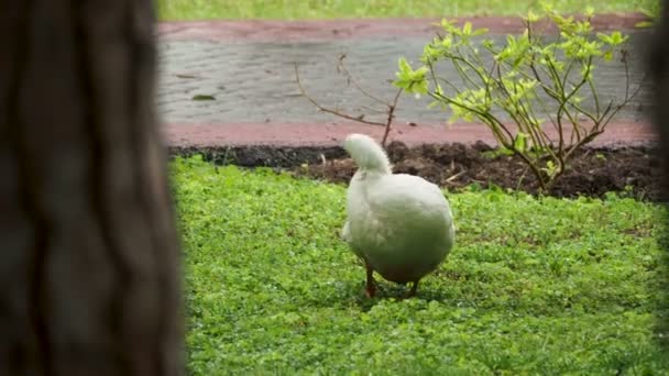 Rasen mit Pflanzen unter dem Regen. nasses Laub, das von Regentropfen leuchtet. weiße Ente putzt ihre Federn. — Stockvideo