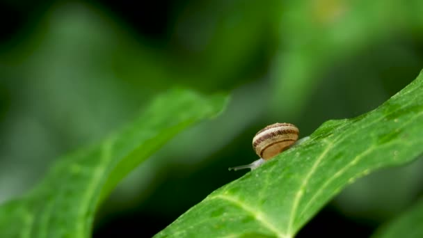 El caracol se arrastra lentamente sobre una hoja verde húmeda. Fondo natural con insectos en movimiento . — Vídeos de Stock