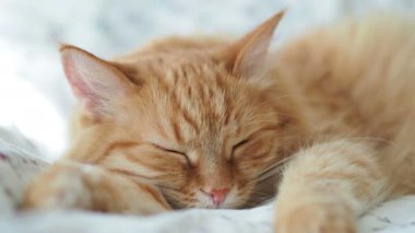Şirin zencefil kedi yatakta uyuyor. Kabarık evde beslenen hayvan pinekleme. Rahat ev arka plan, sabah uyku zamanı.