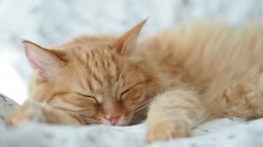 Şirin zencefil kedi yatakta uyuyor. Kabarık evde beslenen hayvan pinekleme. Rahat ev arka plan, sabah uyku zamanı.