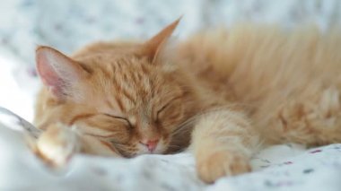Şirin zencefil kedi yatakta uyuyor. Kabarık evde beslenen hayvan pinekleme. Rahat ev arka plan, sabah uyku zamanı.