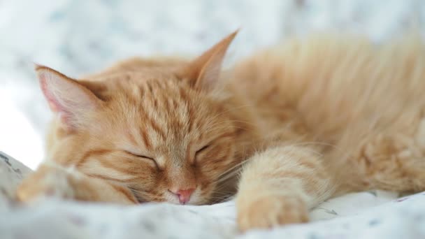 Gato gengibre bonito está dormindo na cama. Animal de estimação fofo a dormir. Aconchegante casa fundo, manhã hora de dormir . — Vídeo de Stock
