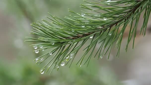 Naturalne podłoże z gałęzi drzew sosnowych. Krople deszczu na igliwia. — Wideo stockowe