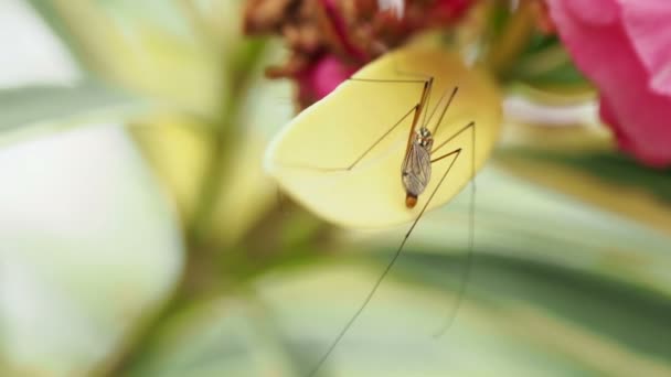 鹤飞、蚊、鹰或长腿。昆虫坐在盛开的花朵上. — 图库视频影像