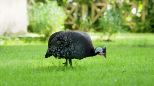 Helmeted guineafowl Numida meleagris looking for food in green grass lawn. — Stock Video