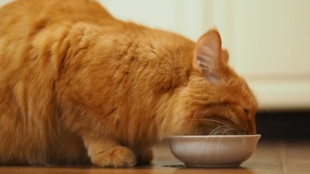 Carino gatto zenzero seduto sul pavimento e mangiare cibo per gatti dalla sua ciotola bianca. soffice animale domestico in accogliente casa . — Video Stock