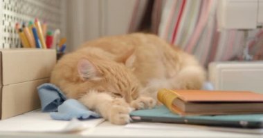 Şirin zencefil kedi ofis malzemeleri ve dikiş makinesi arasında uyuyor. Kabarık evde beslenen hayvan ileti örneğine pinekleme. Rahat ev arka plan.
